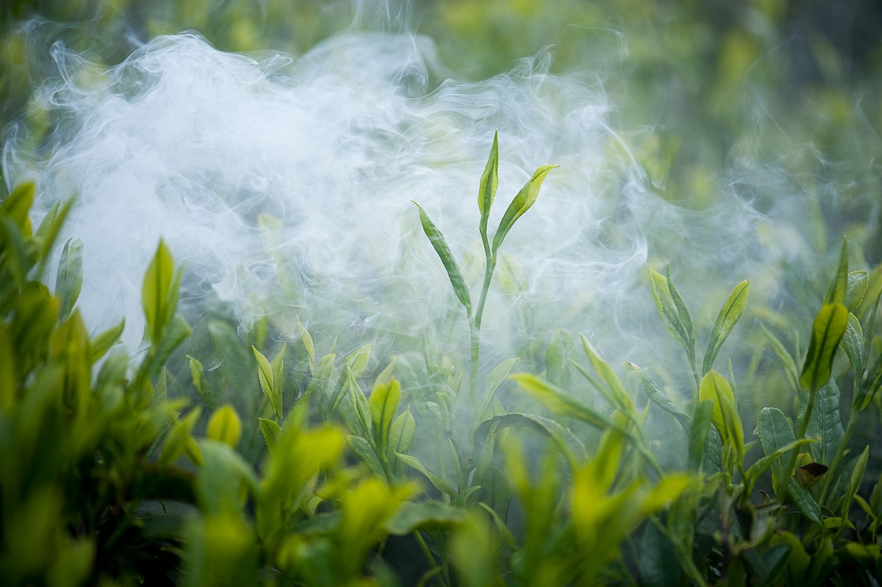 探秘安吉白茶的绿色密码，从茶园到杯中的精致旅程