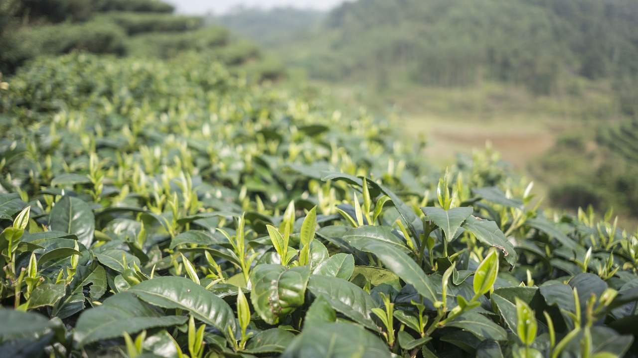 普洱生茶与熟茶有什么区别？解读茶叶新趋势